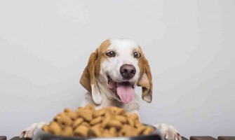 Köpekler Kedi Maması Yer Mi? Zararlı Mıdır?